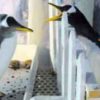 Gay Penguin Love Story in Dongbei